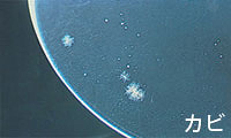 カビ